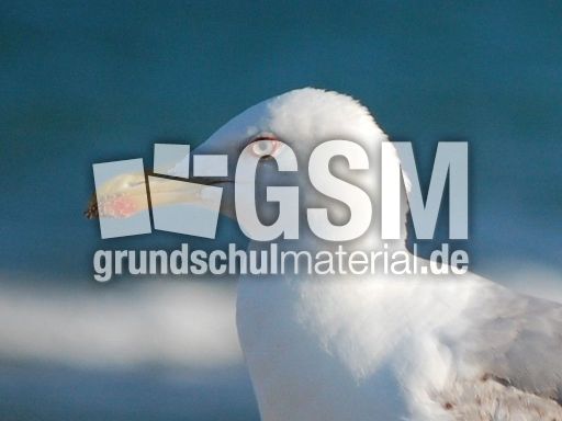 Möwenkopf.JPG
